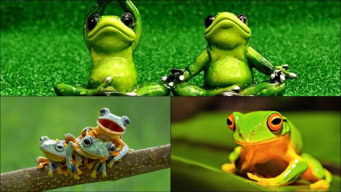 mo-thay-coc-danh-con-gi-1 Nằm mơ thấy cóc không phải là lạ và hoàn toàn có thể xảy ra